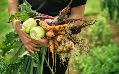 4 Simple Tips for Starting Your Fall Garden